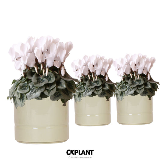 Cyclamen white (+ drp.ceramic) 25cm 12cm Pot