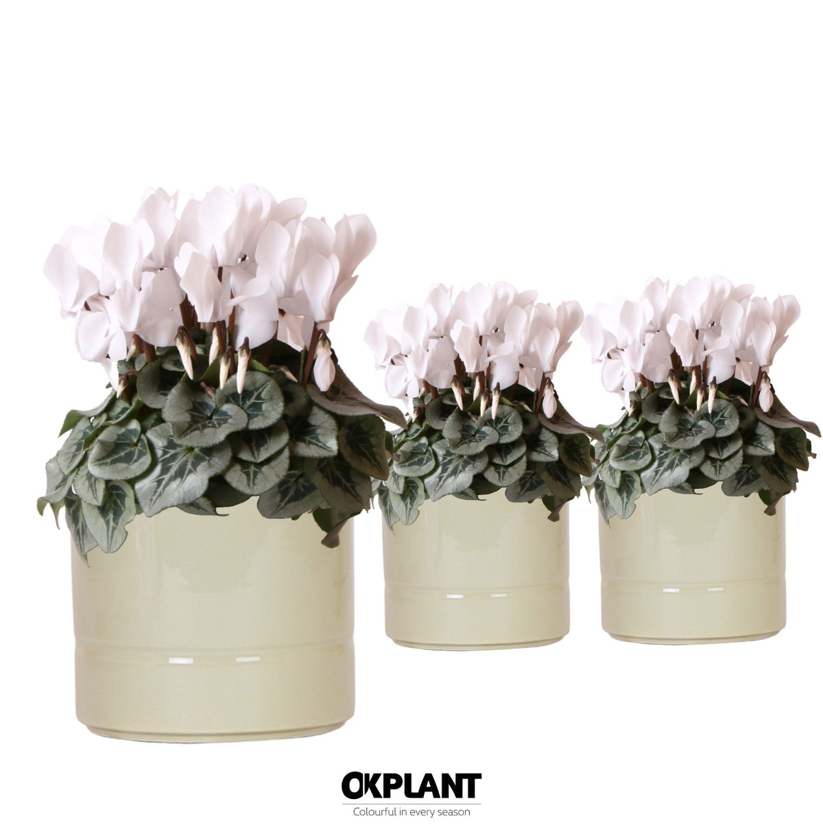 Cyclamen Rembrandt 25cm 12cm Pot