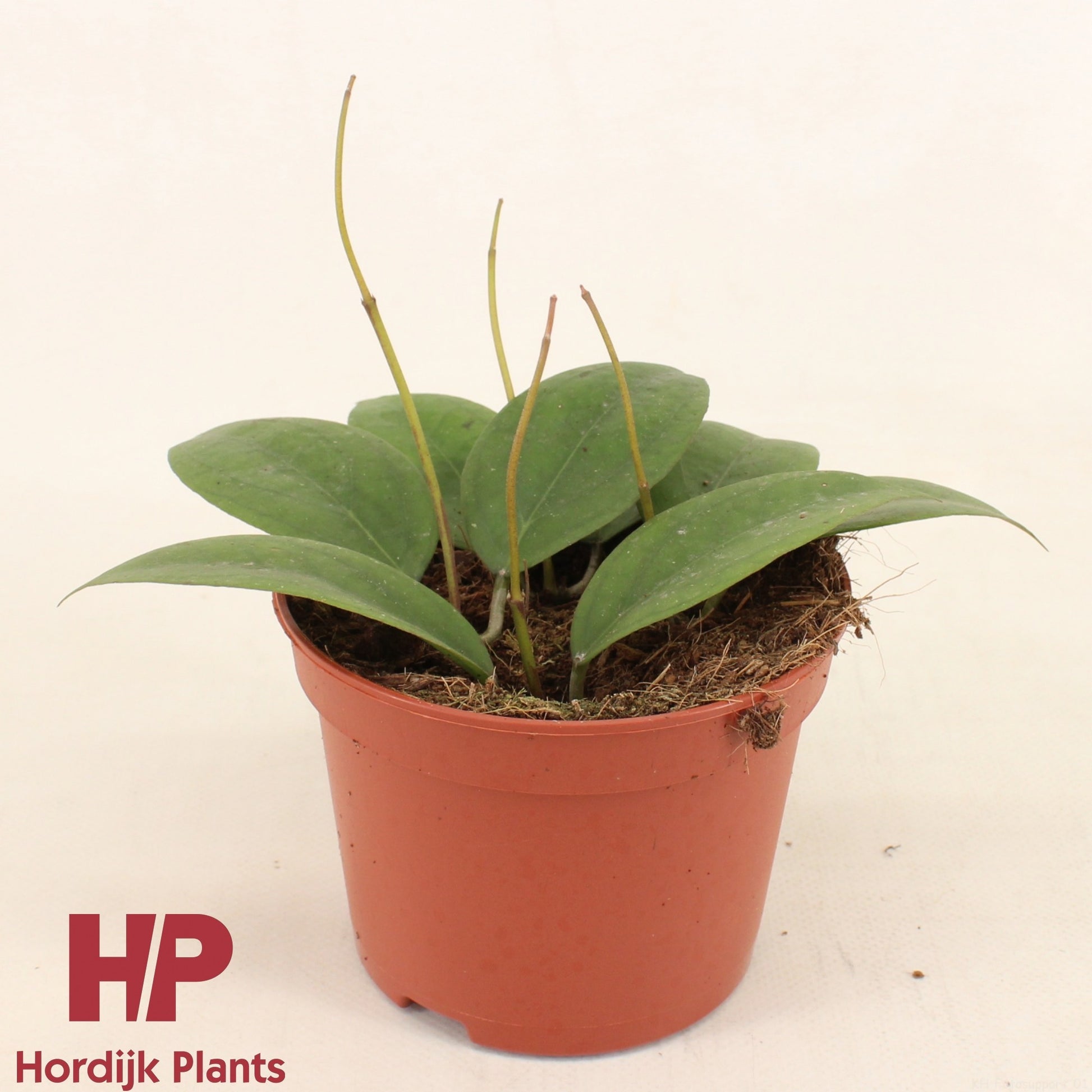 Hordijk Plants Hoya Sunrise Pack of 8