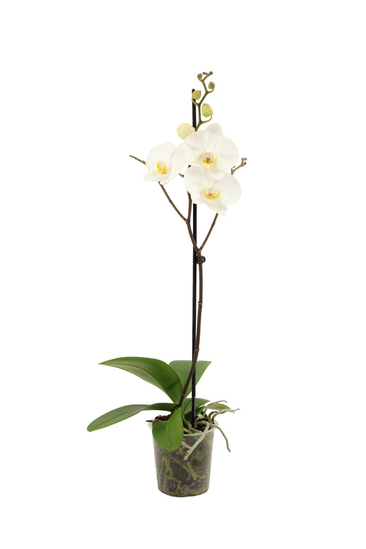 Phalaenopsis white 60cm 12cm Pot