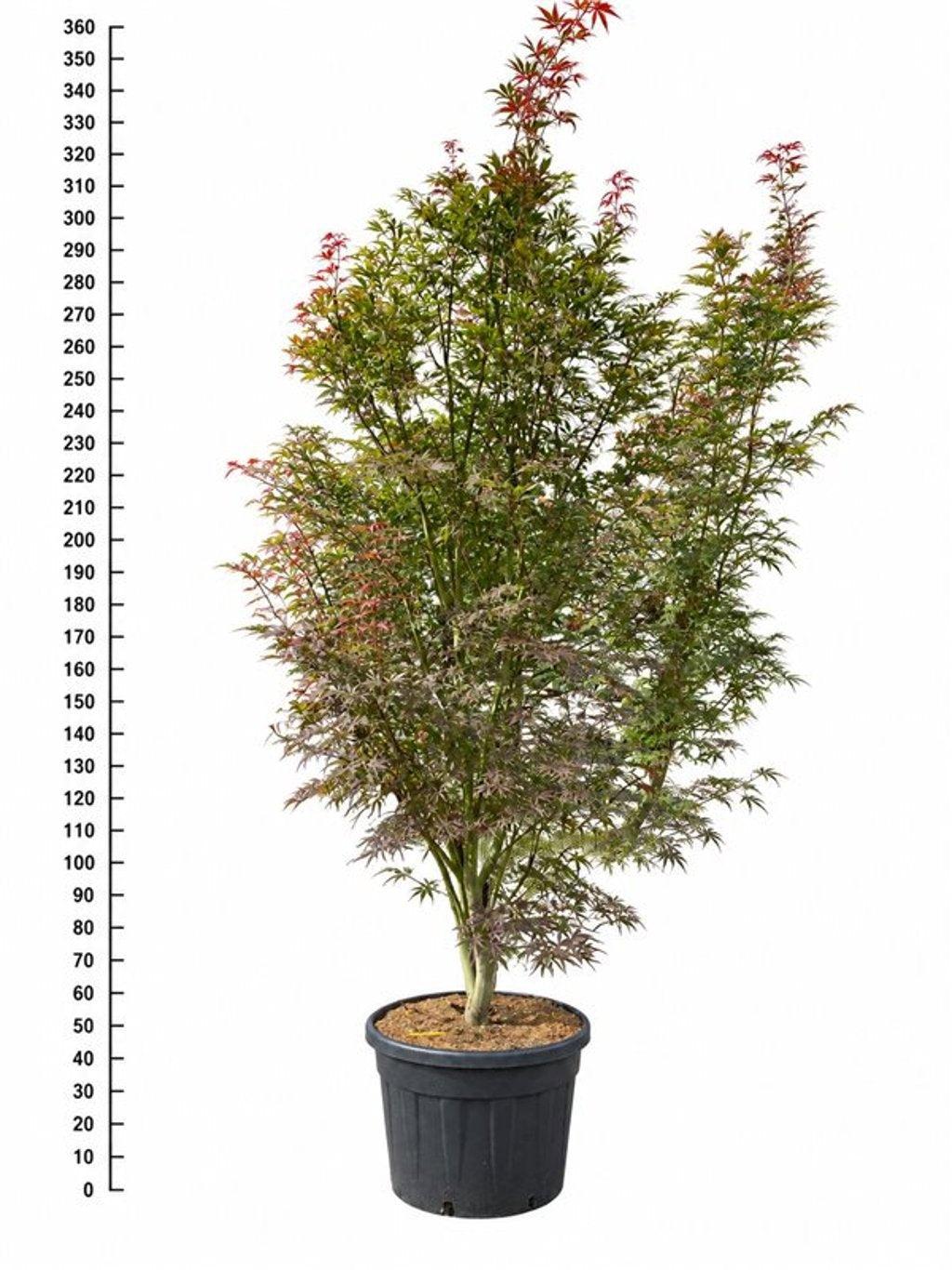 Acer Sumi-Nagashi 320cm 65cm Pot