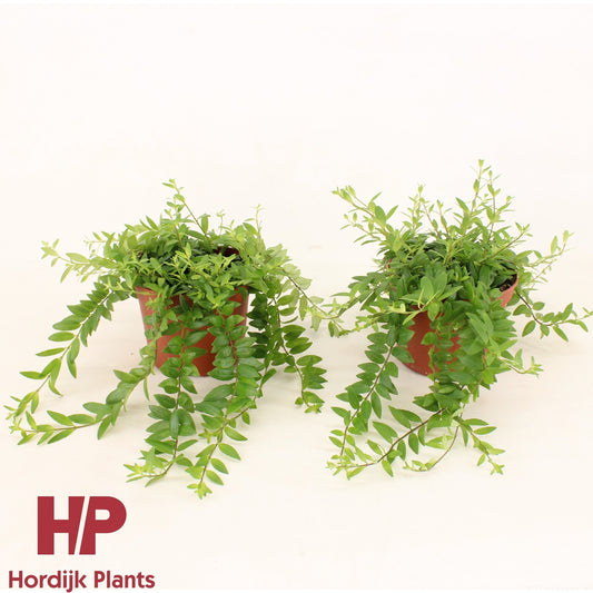 Aeschynanthus Japhrolepis Hanging Basket 15cm 12cm Pot