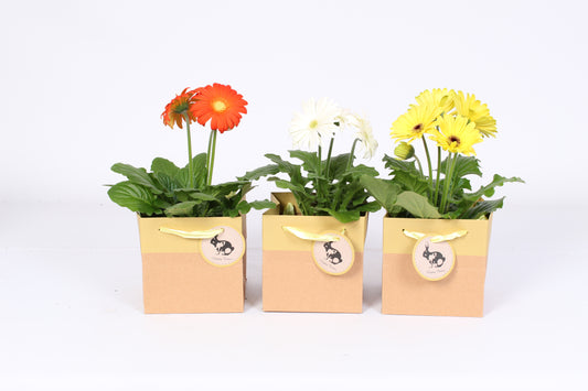 Gerbera mix 20cm 12cm Pot