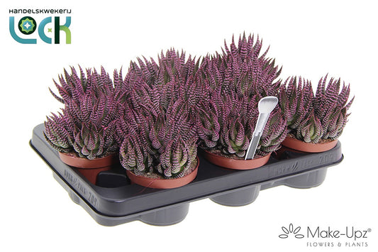 Haworthia Zebrina Make Upz pink 15cm 510cm Pot