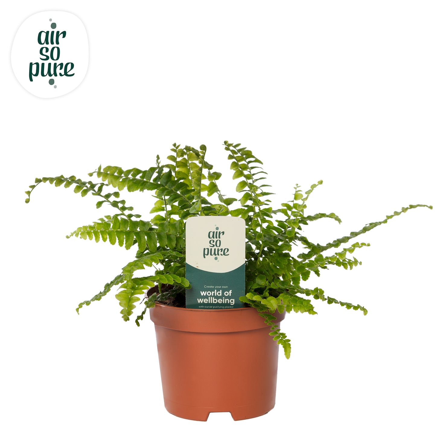 Nephrolepis Green Lady 15cm 9cm Pot