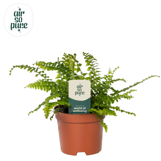 Nephrolepis Green Lady 15cm 9cm Pot