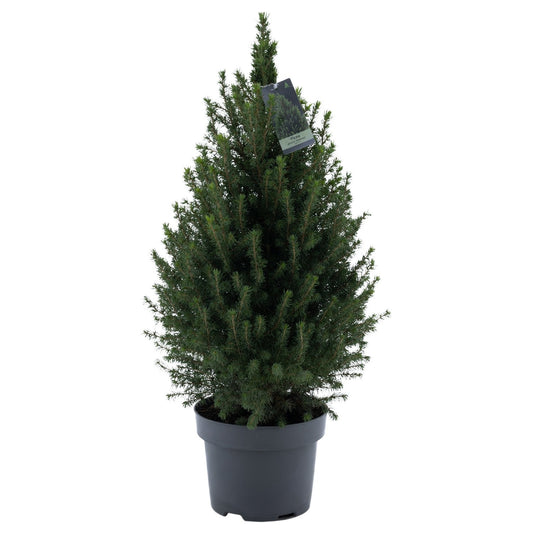 Picea gl. Magnifique 75cm 23cm Pot