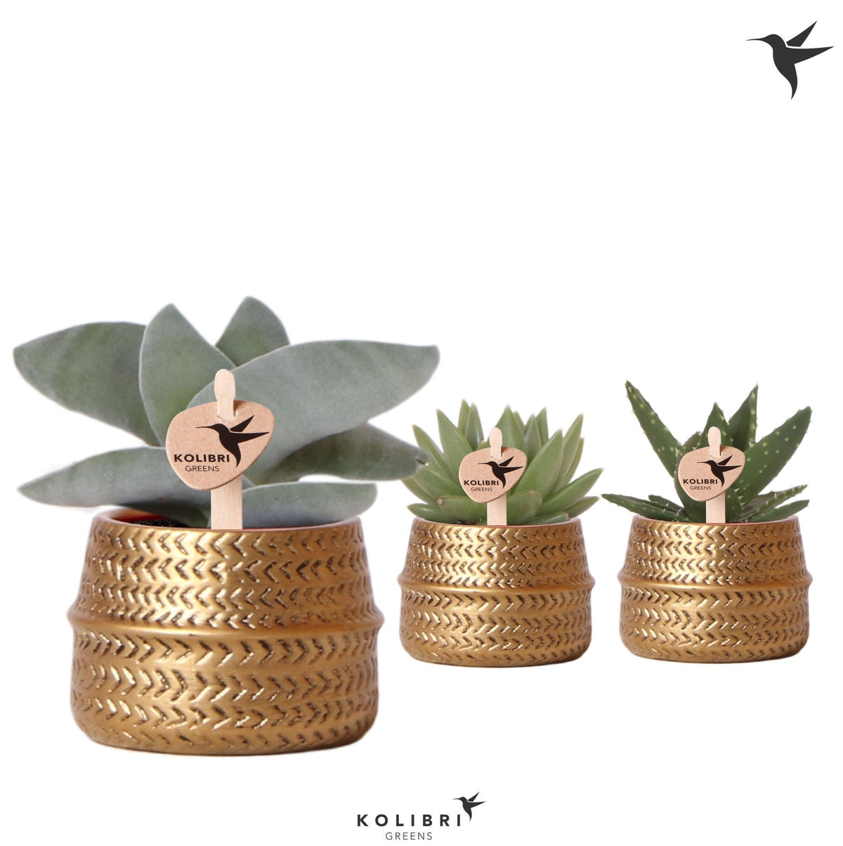 Succulent mix 13cm 6cm Pot