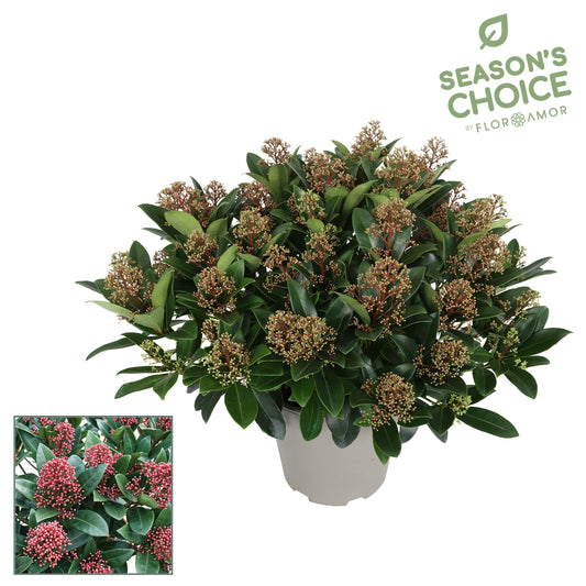 Skimmia japonica Rubella 50cm 25cm Pot