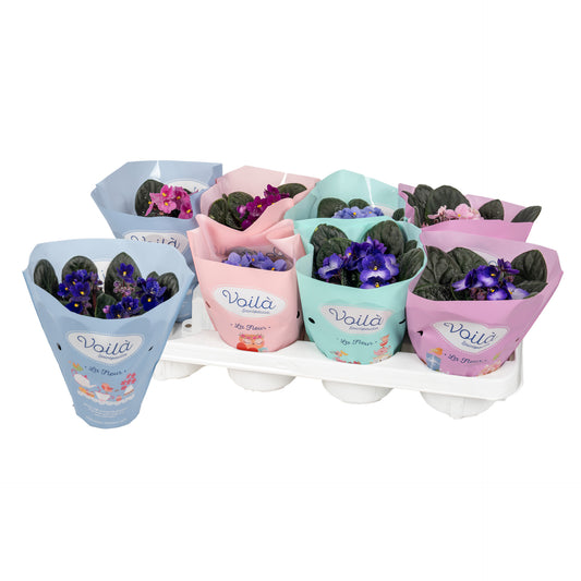 Saintpaulia mix 20cm 12cm Pot