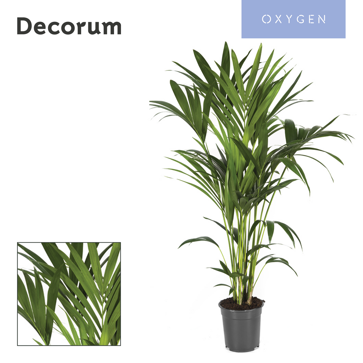 Howea forsteriana 120cm 21cm Pot