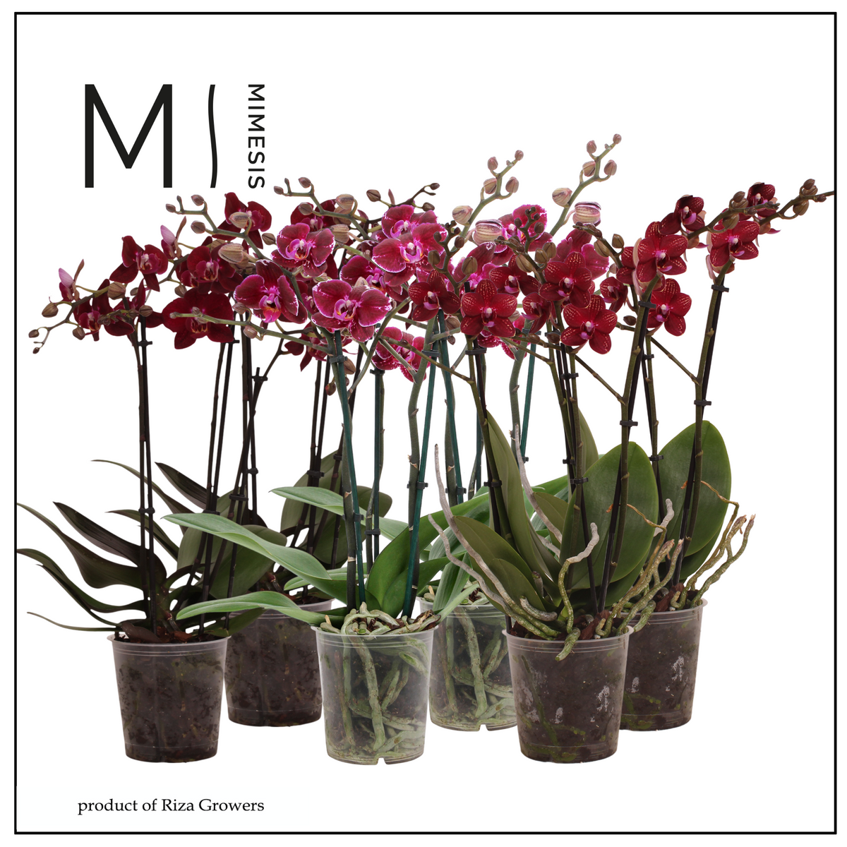 Phalaenopsis red 50cm 12cm Pot
