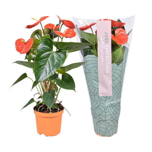 Anthurium Atlas 50cm 14cm Pot