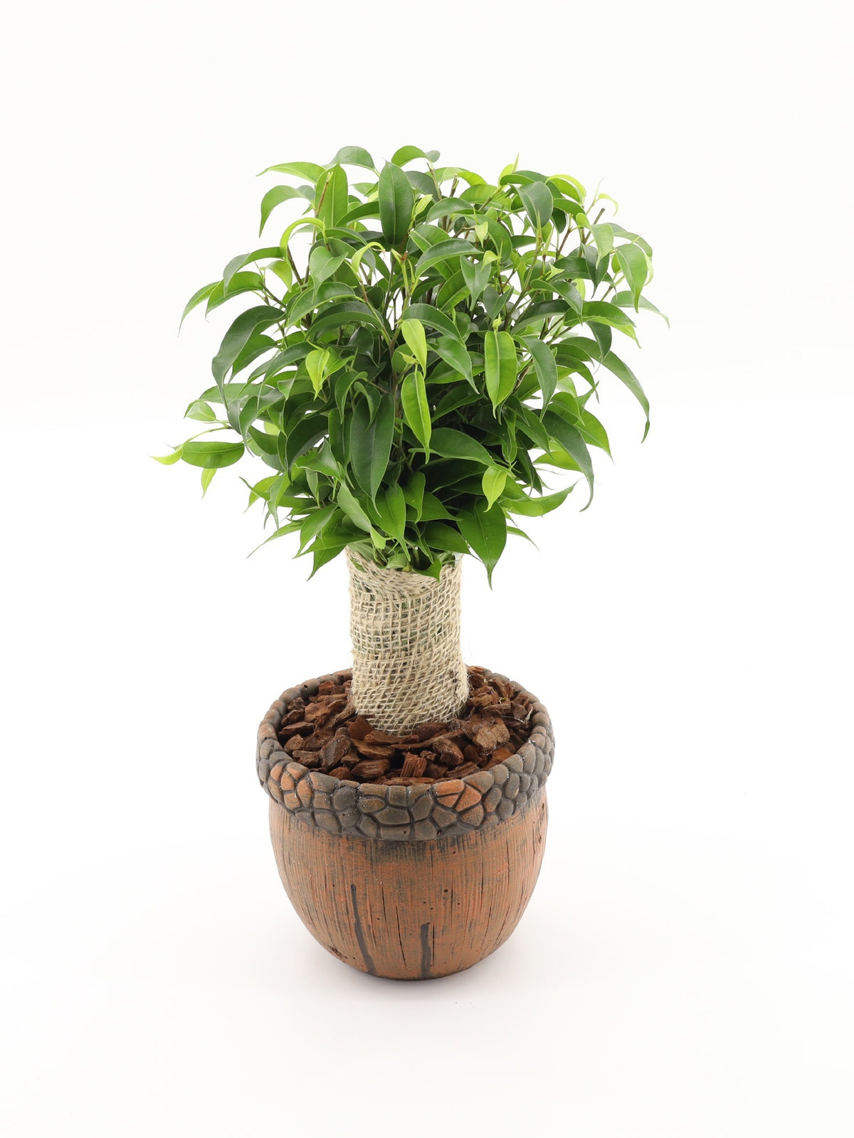 Ficus benj. Natasja 30cm 12cm Pot