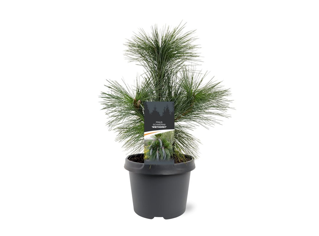 Pinus schwerinii 35cm 19cm Pot