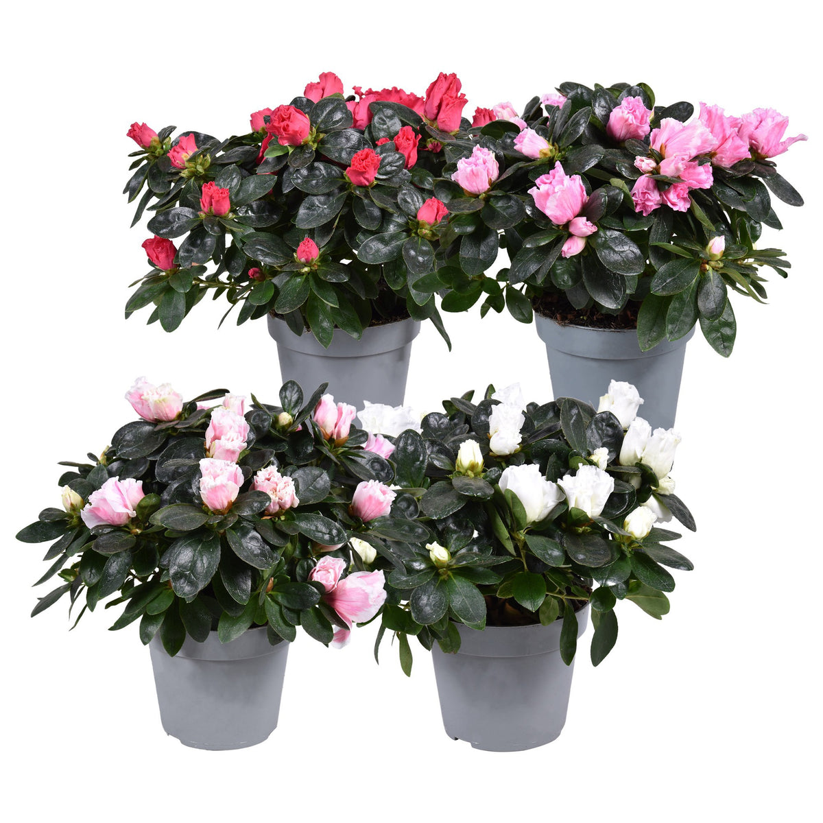 Rhododendron simsii Vogel mix 30cm 13cm Pot