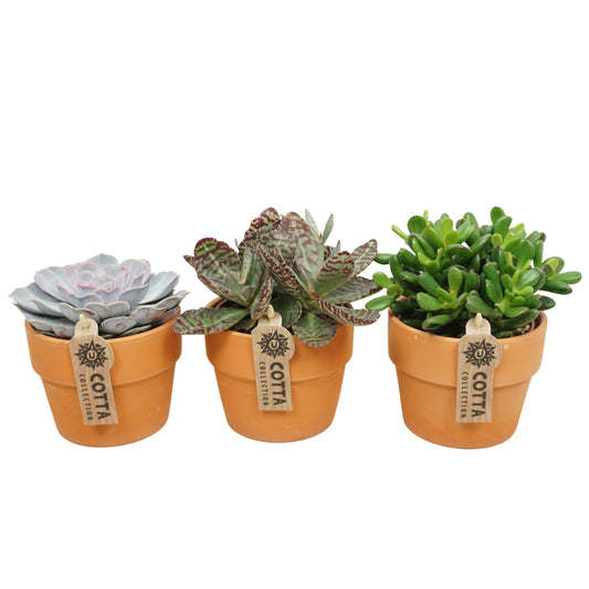 Succulent mix 18cm 10.5cm Pot