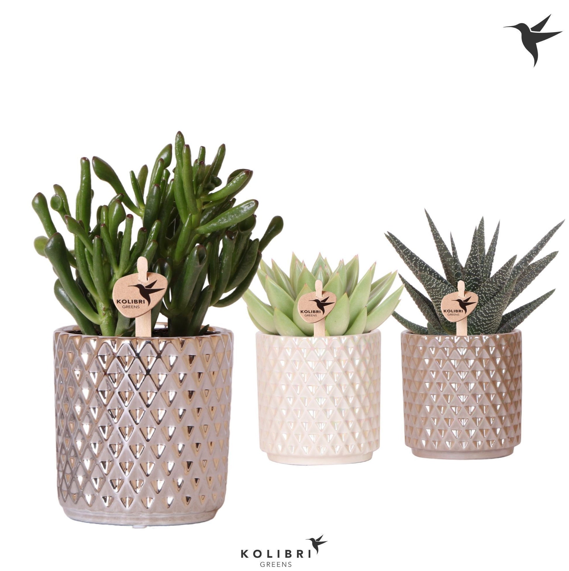 Succulent mix 20cm 9cm Pot