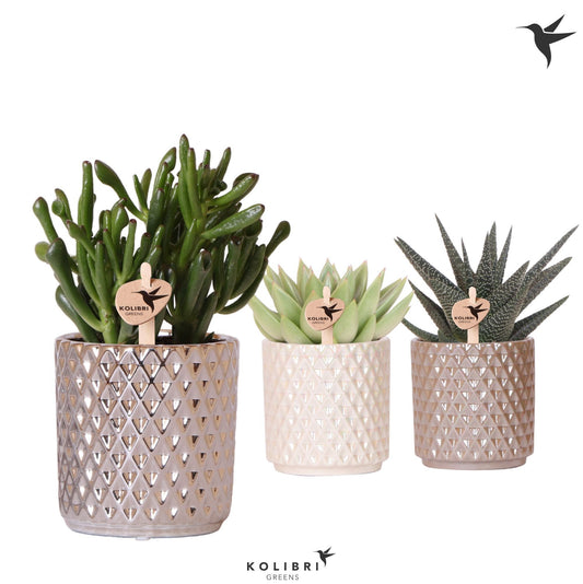 Succulent mix 20cm 9cm Pot