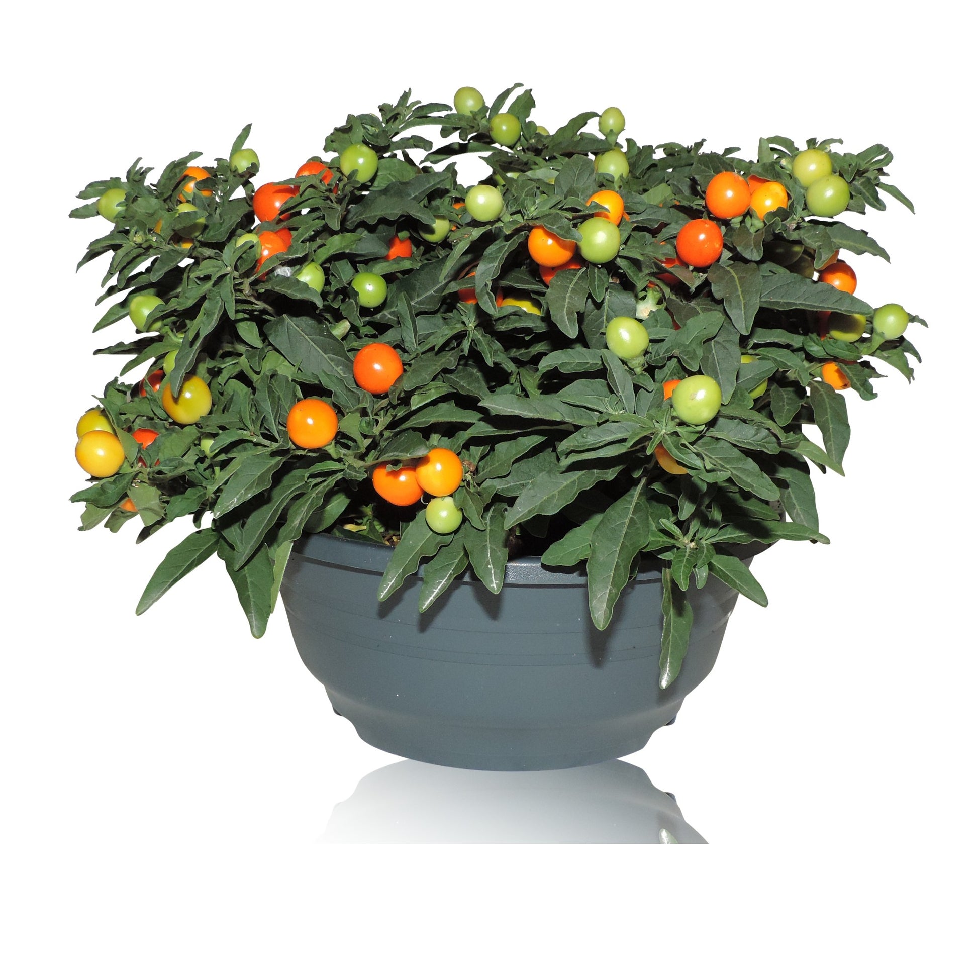 Solanum pseudocapsicum 25cm 23cm Pot