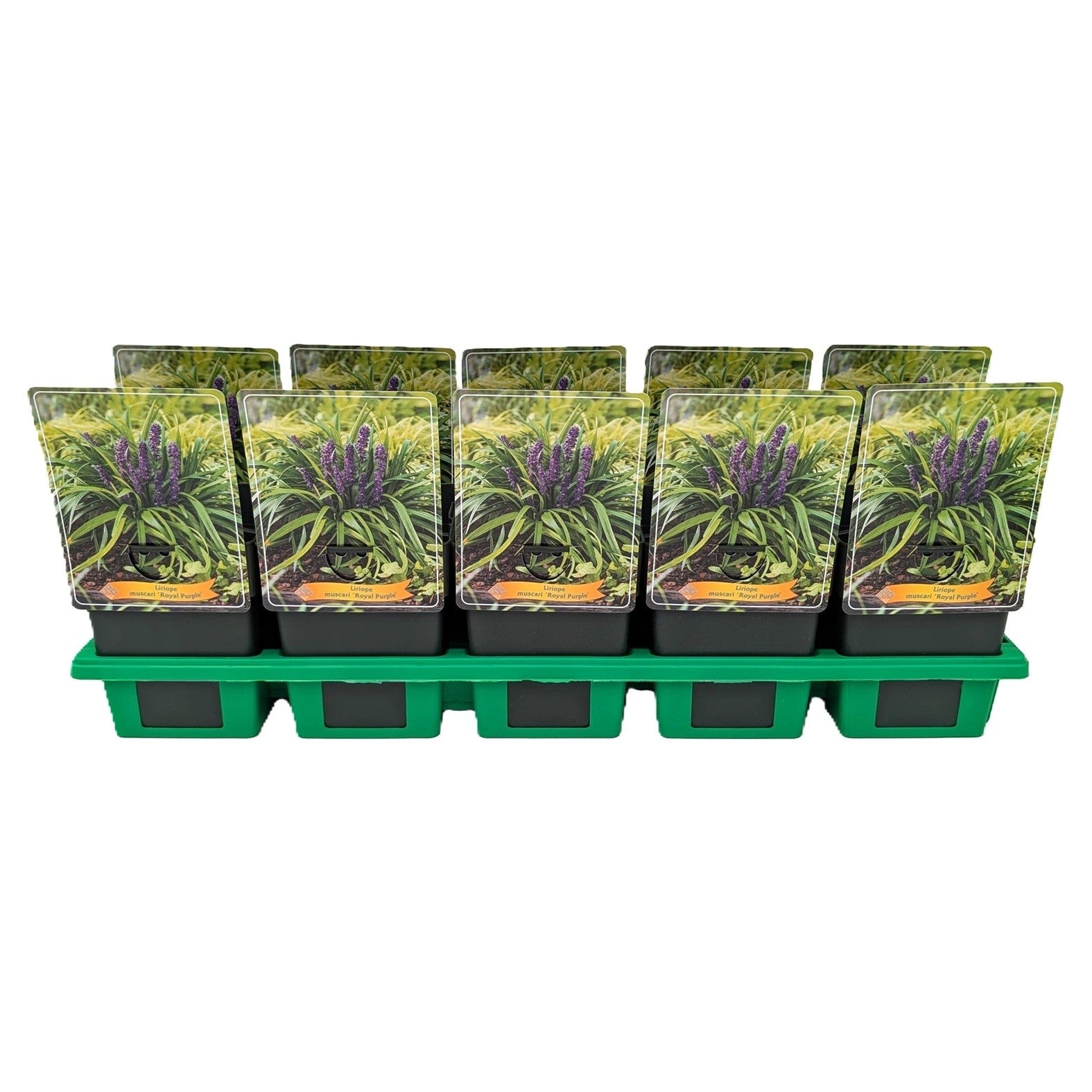 Liriope muscari Royal Purple 25cm 11cm Pot