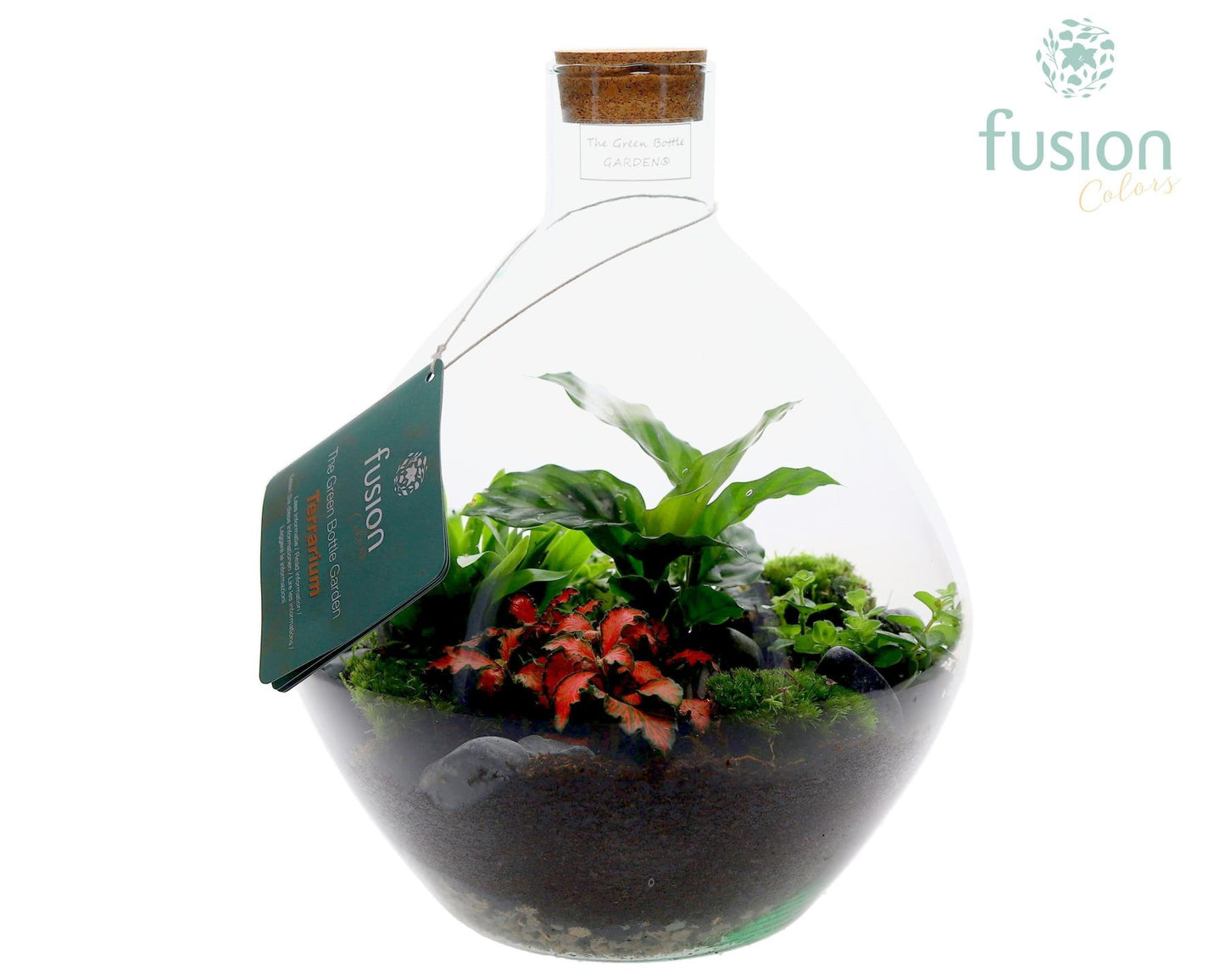 Fusioncolors BV Terrarium John Large met arrangement 5pp Pack of 2