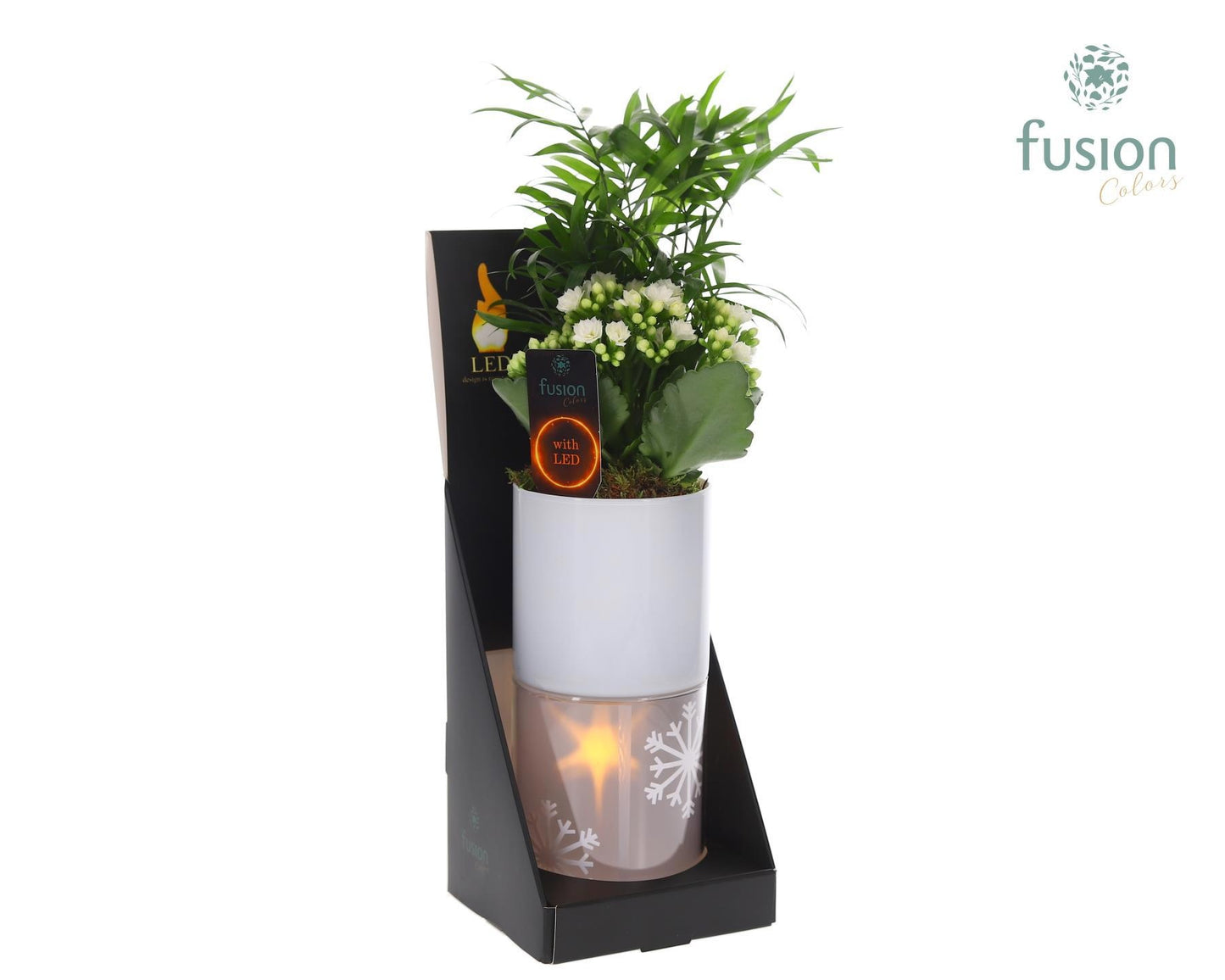 Fusioncolors BV Indoor arrangement Pack of 6