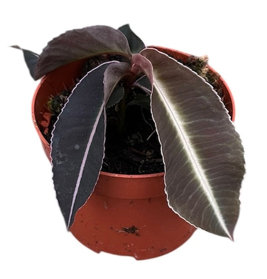 Labisia Pumila 15cm 510cm Pot