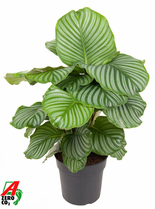 Calathea Orbifolia 80cm 24cm Pot