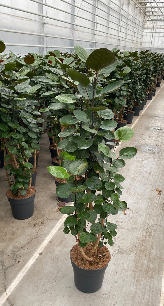 Polyscias Fabian 130cm 27cm Pot