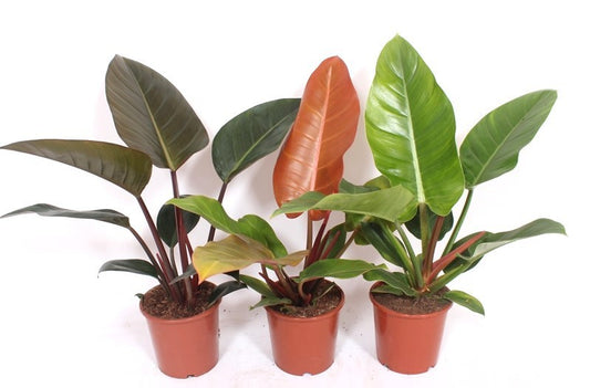 Philodendron scandens 50cm 17cm Pot