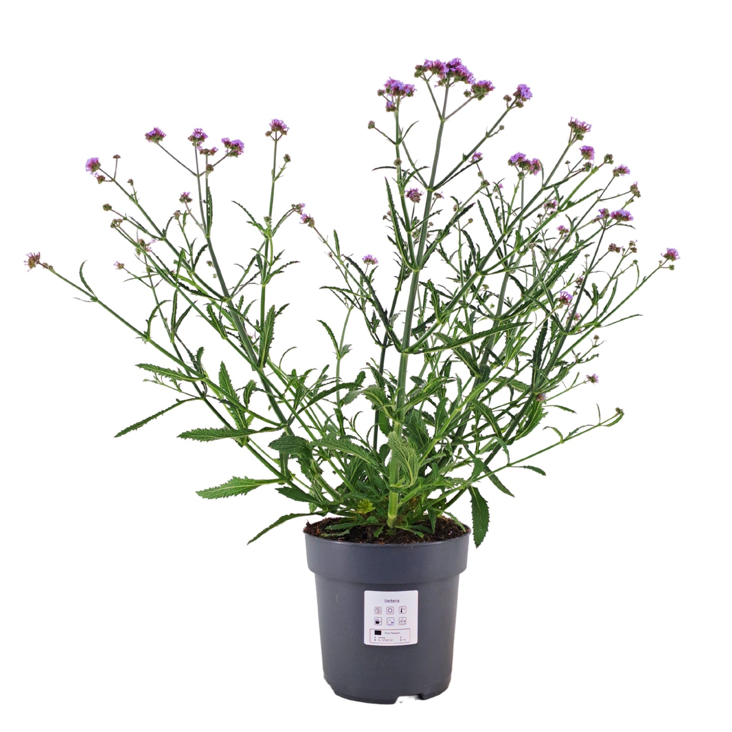 Verbena bonariensis 55cm 17cm Pot