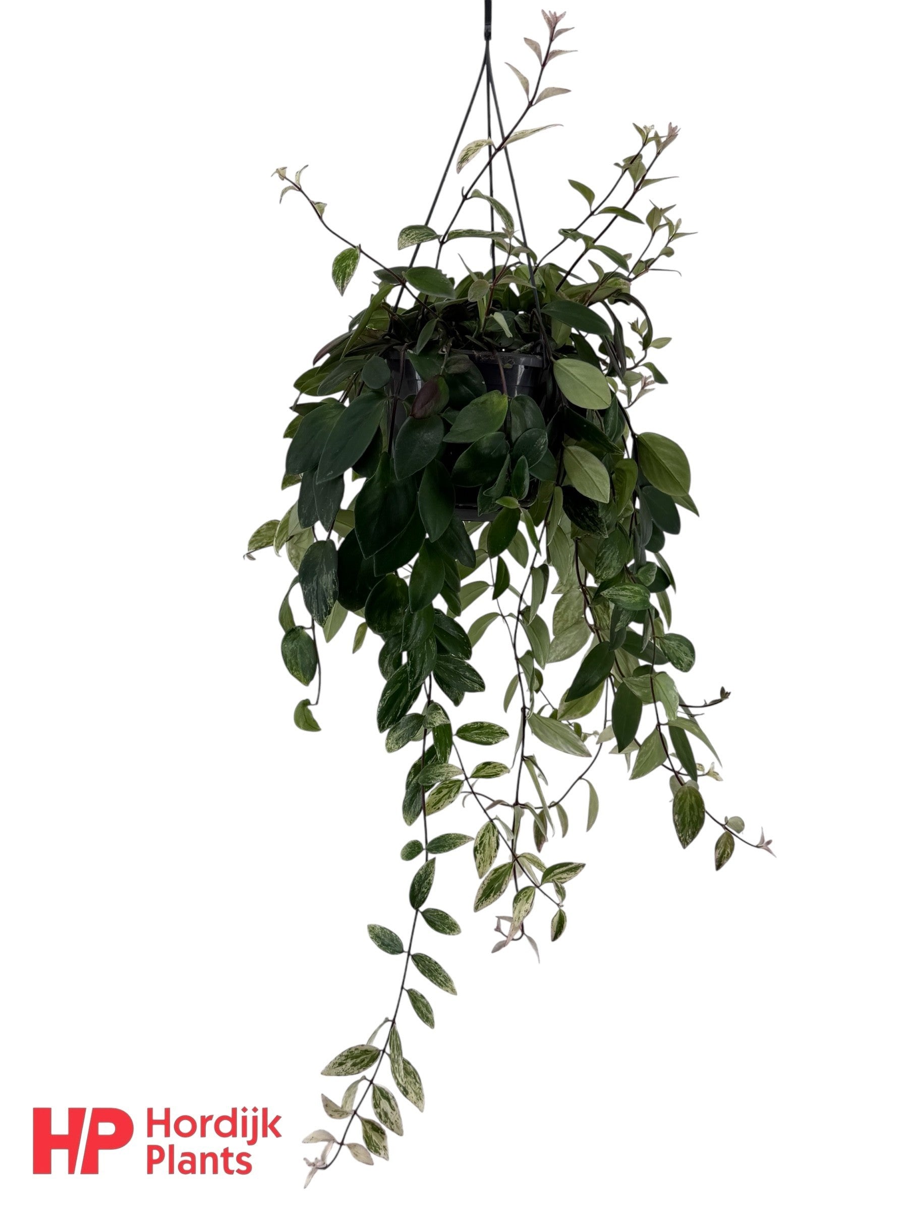 Aeschynanthus lob. Variegatus 35cm 15cm Pot