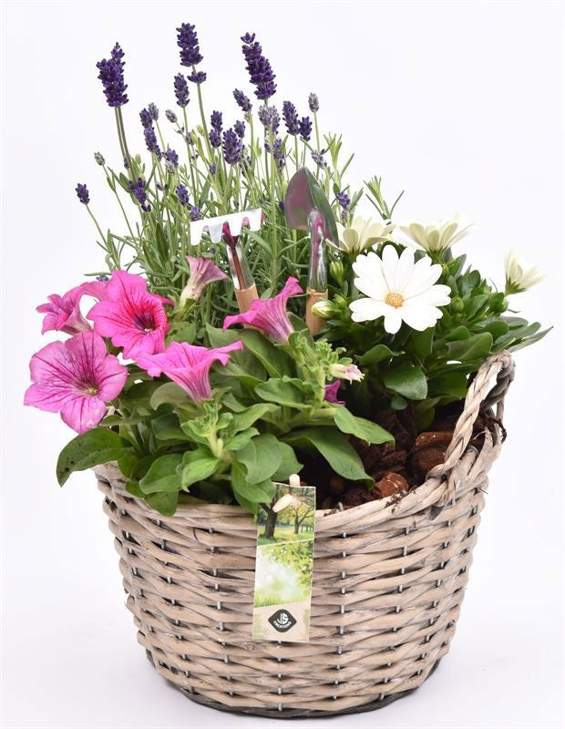 Outdoor arrangement 23cm Pot