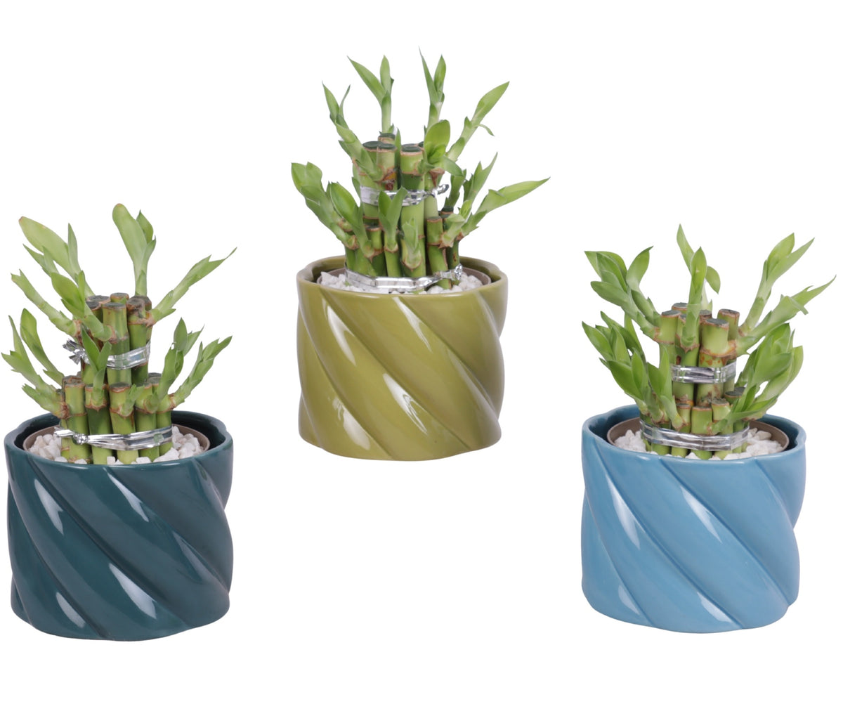 Drac. Lucky Bamboo 20cm 11cm Pot