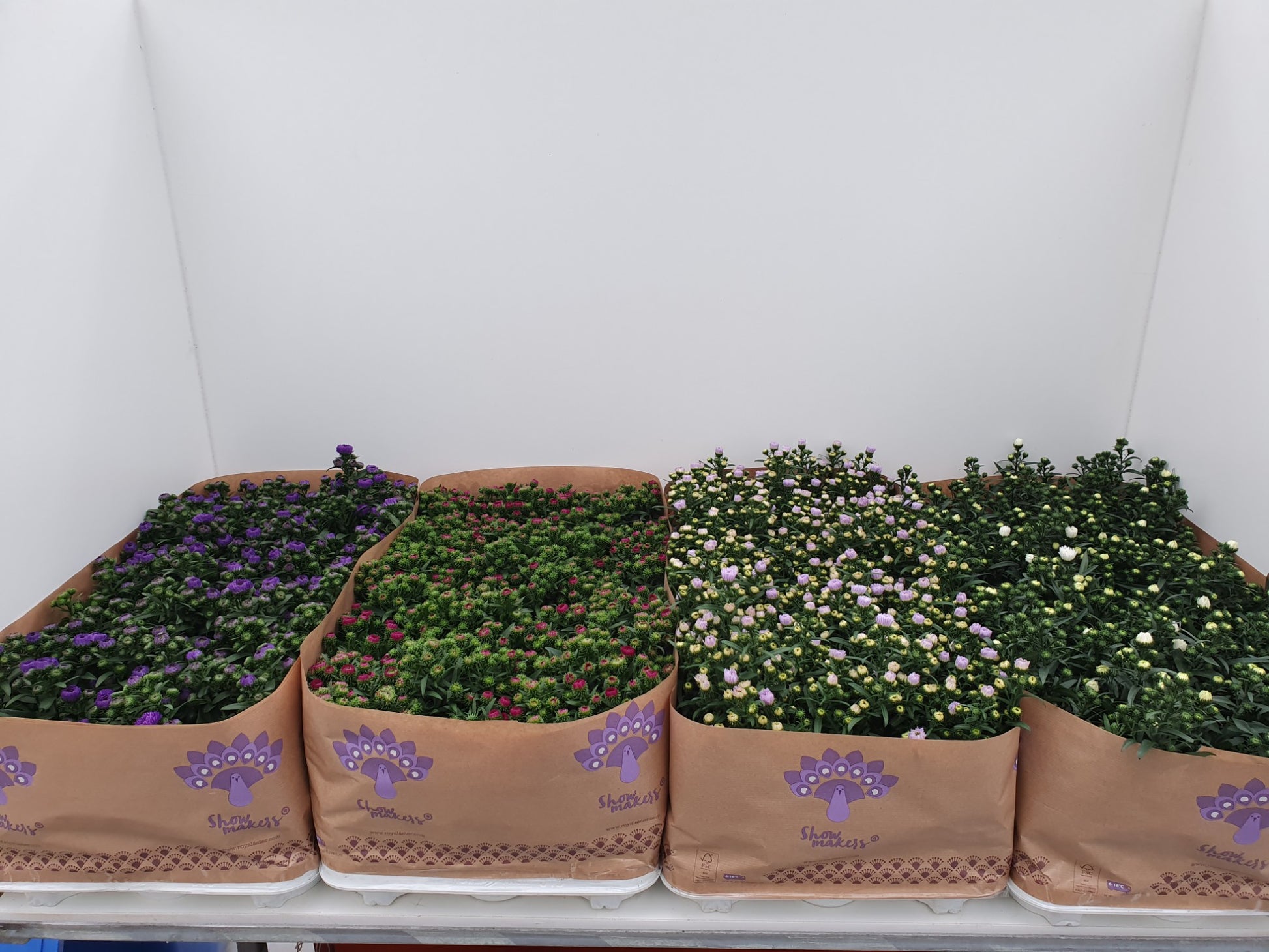 Endhoven Flowering plants Aster nb. Magic mix trolley Pack of 15