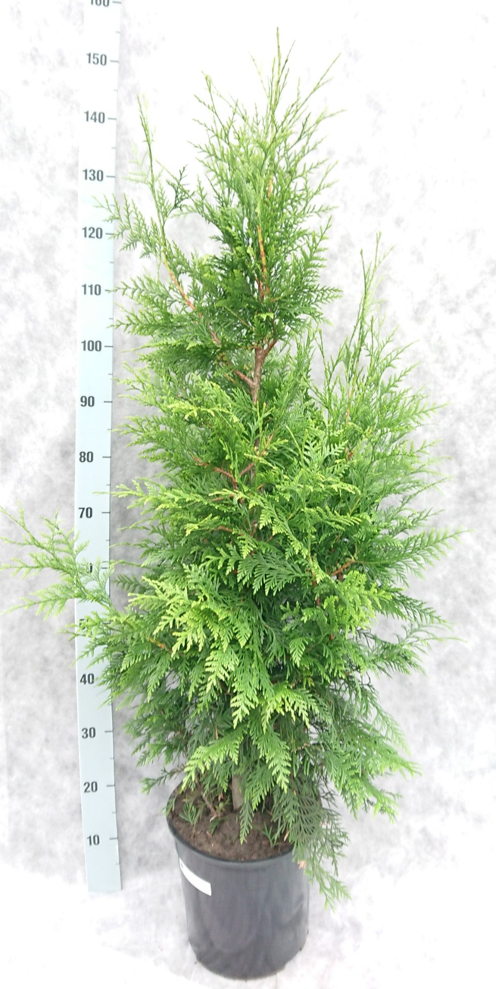 Thuja plicata Excelsa 140cm 27cm Pot