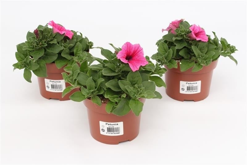 Petunia pink 15cm 13cm Pot