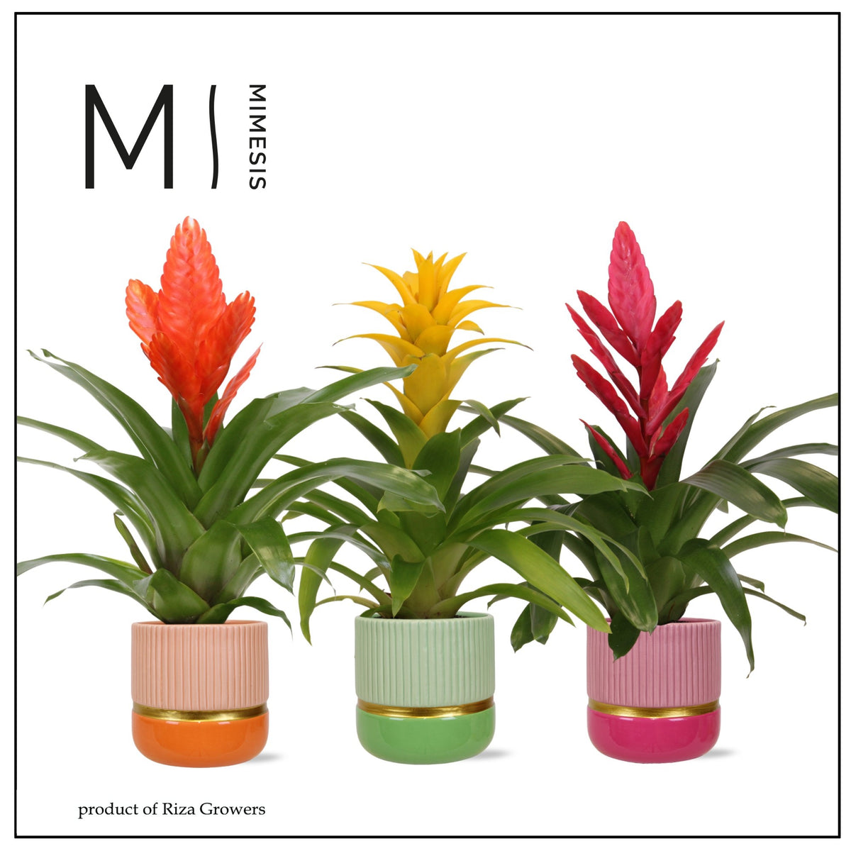 Bromelia mix 45cm 12cm Pot