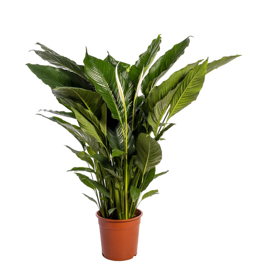 Spathiphyllum Sweet Sebastiano 120cm 24cm Pot