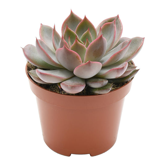 Echeveria Rosetta Morango 12cm 510cm Pot