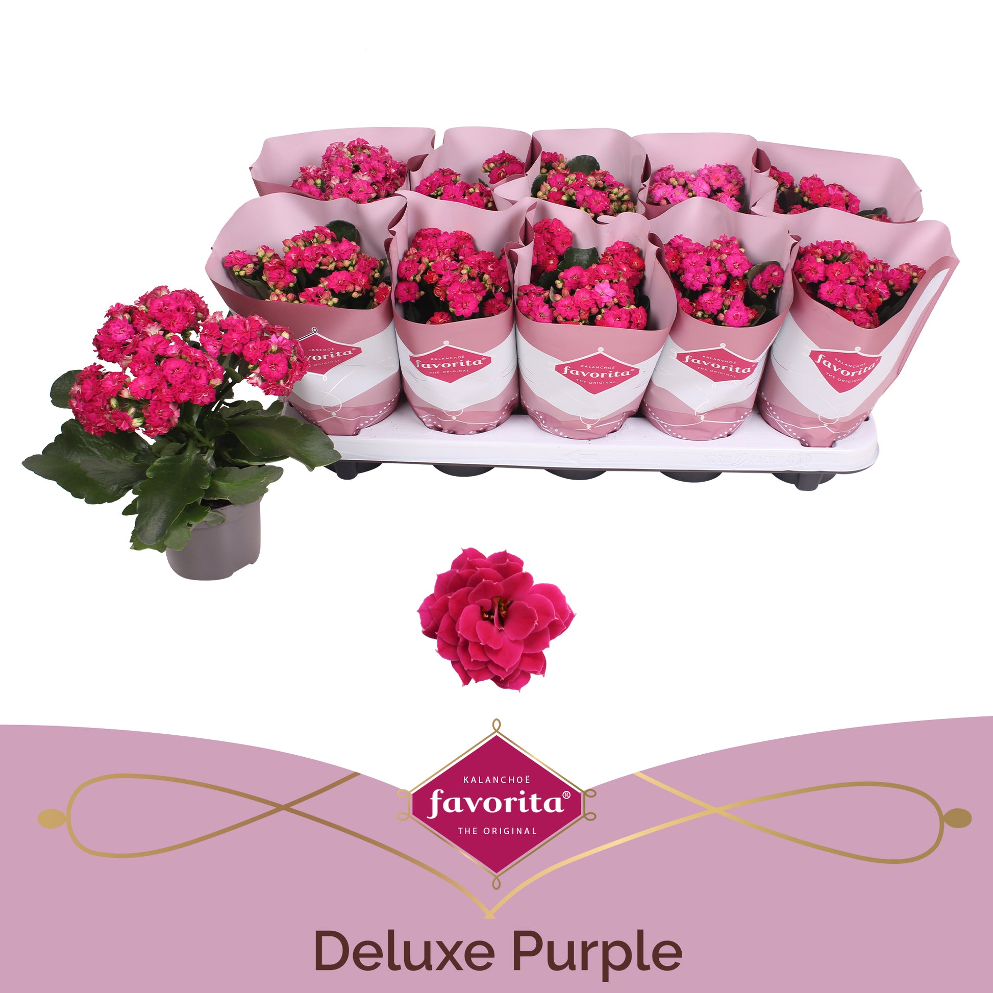 Vreugdenberg BV Kalanchoe Perfecta Purple Pack of 10