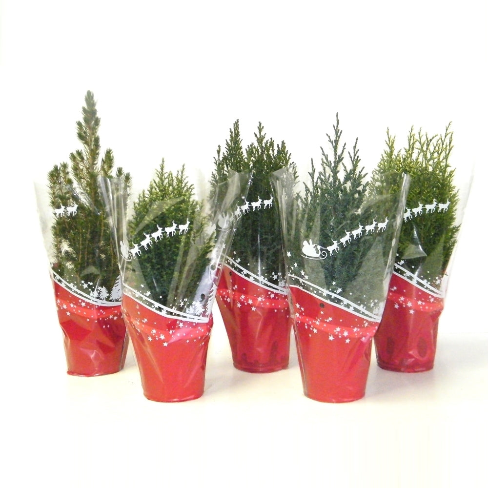 Conifer mix 45cm 15cm Pot