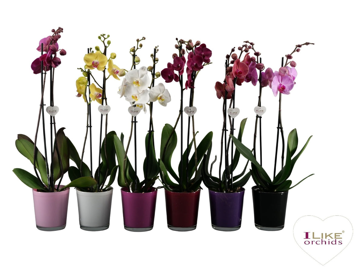Phalaenopsis mix 55cm 12cm Pot