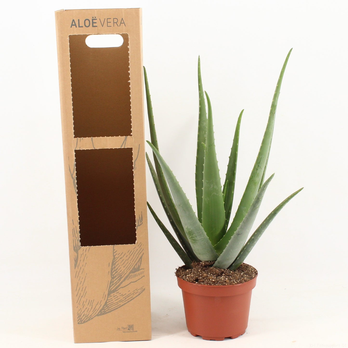 Aloe vera 55cm 19cm Pot