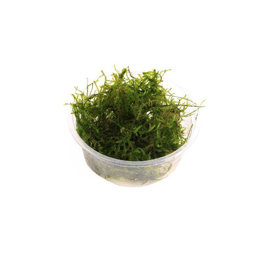 Aquarium plant mix 5cm 2cm Pot