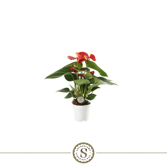 Anthurium Red Champion 25cm 7cm Pot