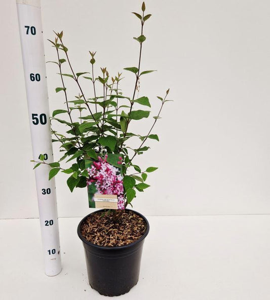 Syringa micr. Superba 60cm 21cm Pot