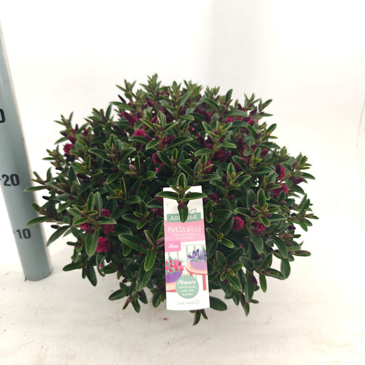 Hebe Hebepetita Red 20cm 23cm Pot