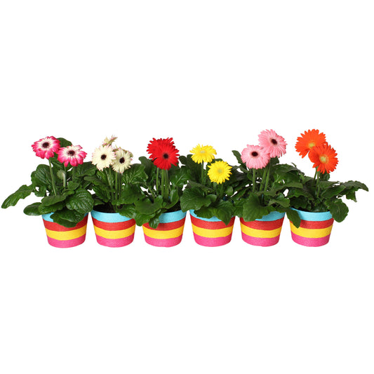 Gerbera mix 20cm 12cm Pot